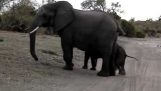 Το φτέρνισμα του μικρού ελέφαντα