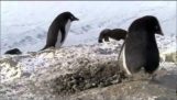 Εγκληματίες πιγκουίνοι