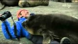 Small seals want hugs