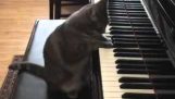 Кішка грати на фортепіано