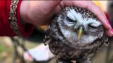 An adorable OWL