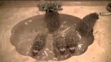 Mladý ježkovia išiel pre kúpeľňu