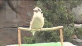 Αν δεν έχετε ξανακούσει ένα Kookaburra…