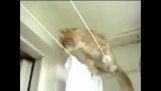 Le chat qui voulait devenir un contorsionniste