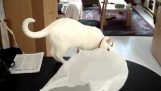 Por que os gatos devem ficar longe de sacos de plástico