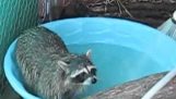 Een wasbeer is genieten van een bad