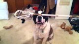 The dog who can balance everything in his head