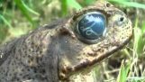 העין של הצפרדע