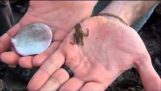Novorodenca chobotnice