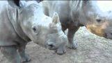 Små noshörningar försöker prata