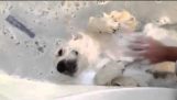 一只狗正在享受他洗澡