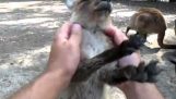 De kleine Kangaroo geniet massage