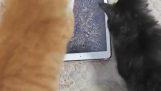 Katzen vs. Tablet