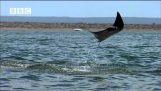 The flying manta rays