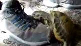 Kaplumbağa ve ayakkabı