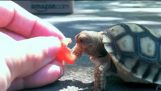 Sköldpaddan och tomat