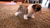 Two young Bulldogs make their first steps