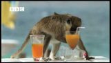 Alkoholisták majmok a Karib-tenger