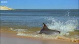 A delfinek ydroplanika