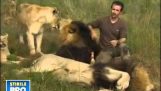Il Kevin Richardson con i leoni di