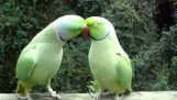 Parlare di due pappagalli