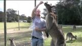 Um canguru gigante