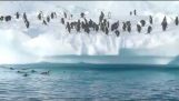 Wat doen pinguïns in Antarctica;