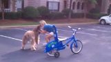 สุนัขนักขี่จักรยาน