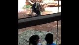 这只黑猩猩的惊喜