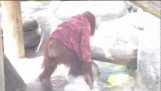Orangutan bär jacka