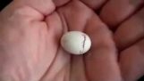 Egget klekker en liten