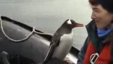 Záchranu tučniaka