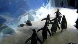 I pinguini e il laser