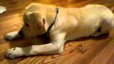Un cucciolo di Labrador addestrato