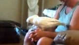 Papoušek má headbanging