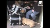 El baterista de perro