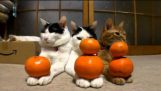 बिल्लियों और संतरे