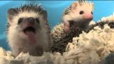 The yawn of the Hedgehog