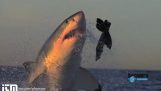 The shark attack