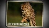 Světový rekord v království zvířat
