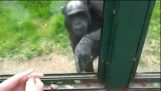 Šimpanz, který chtěl uniknout