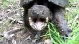 Μια πολύ θυμωμένη χελώνα