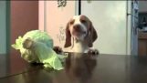 The dog and cabbage