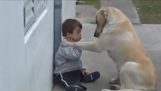 一隻拉布拉多犬看一個患有唐氏綜合症的小男孩