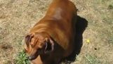 En overvægtig hund