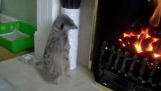 Le suricate devient chaud devant la cheminée