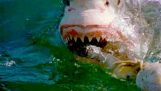 10 dingen die u niet wist over haaien
