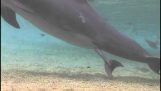 Една малка делфините се ражда