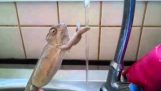 O camaleão lava as mãos