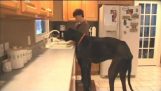 Ο ψηλότερος σκύλος στον κόσμο